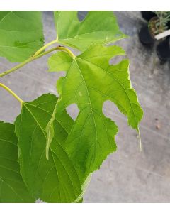 Morus alba (Réversion de 'Papers Doll') / Mûrier blanc