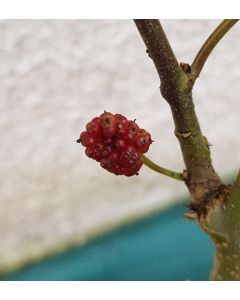 Morus 'Red No.2' / Mûrier à gros fruit rouge