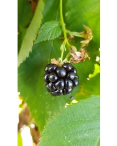 Rubus fruticosus 'Lochness' / Murier 'Lochness' (Sans épine)