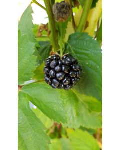 Rubus fruticosus 'Thornfree' / Murier 'Thornfree' (Sans épine)