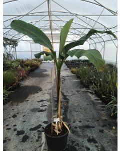 Musa basjoo / Bananier du Japon