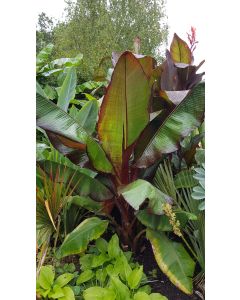 Musa maurelii / Ensete ventricosum - Bananier d'Abyssinie rouge