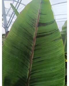 Musa sikkimensis 'Ever red' / Bananier du Sikkim tricolor