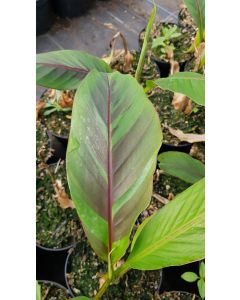 Musa sikkimensis 'Ever red' / Bananier du Sikkim tricolor