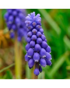 Muscari armeniacum 'Bleu' (Multi-Bulbe Fleur de France)