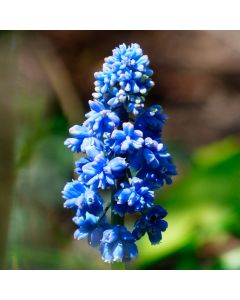 Muscari armeniacum 'Blue Spike' (Multi-Bulbe)