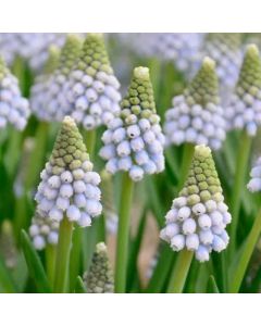 Muscari aucheri 'Ocean Magic' (Multi-Bulbe)