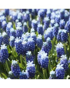 Muscari 'Touch of Snow' (Multi-Bulbe)