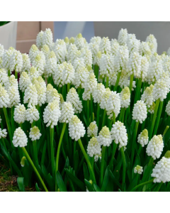 Muscari aucheri 'White Magic' (Multi-Bulbe Fleur de France)