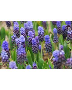Muscari latifolium (Multi-Bulbe) / Muscari à larges feuilles 