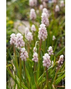 Muscari armeniacum 'Pink Sunrise' (Multi-Bulbe)