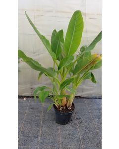 Musella lasiocarpa / Lotus d'or / Bananier nain