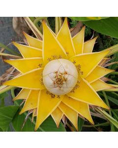 Musella lasiocarpa / Lotus d'or / Bananier nain