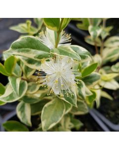 Myrtus communis 'Variegata' / Myrte compact panaché blanc