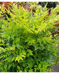 Nandina domestica MAGICAL® LEMON-LIME 'Lemlim' / Bambou sacré jaune