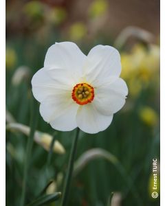 Narcissus poeticus 'Actaea' (Multi-bulbe) / Narcisse des poètes naturalisable 
