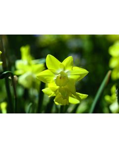 Narcissus jonquilla 'Pipit' (Multi-bulbe) / Narcisse botanique Pipit naturalisable