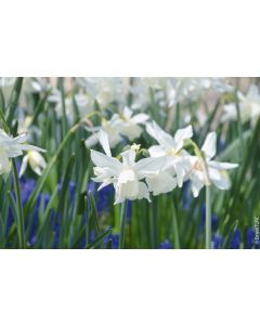 Narcissus jonquilla 'Pueblo' (Multi-bulbe) / Narcisse botanique naturalisable