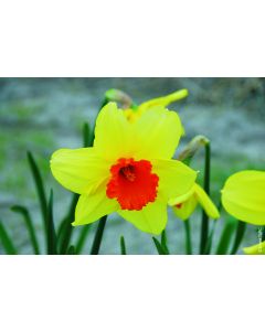 Narcissus 'Juanita' (Multi-bulbe) / Narcisse à Grande Coupe naturalisable