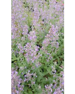 Nepeta x faassenii 'Six Hills Giant' / Menthe aux chats