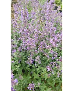 Nepeta mussini / Menthe aux chats