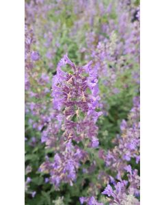 Nepeta x faassenii 'Walker's Low' / Menthe aux chats