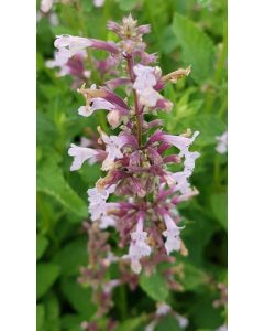 Nepeta grandiflora 'Dawn to Dusk' / Menthe aux chats