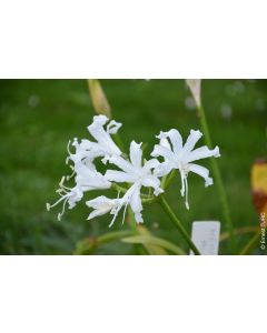 Nerine bowdenii 'Alba' / Lis de Guernesey