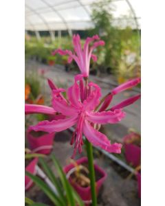 Nerine bowdenii / Lis de Guernesey