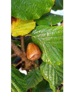 Corylus avellana 'Bergeri' / Noisetier Bergeri
