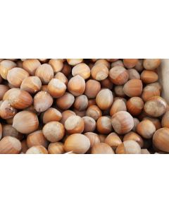 Corylus avellana 'Géant de Halles' / Noisetier 'Géant de Halles'