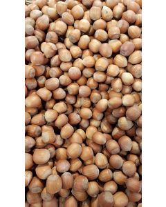 Corylus avellana 'Fertile de Coutard' / Noisetier Fertile de Coutard