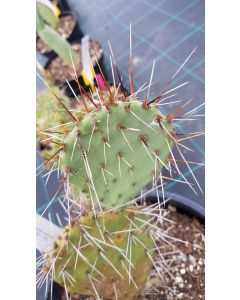 Opuntia cv. Große von Aldingen