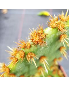 Opuntia aciculata / Opuntia à aiguilles de feu