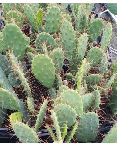 Opuntia elatior