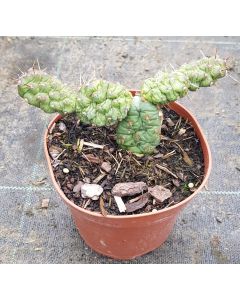 Opuntia fragilis / Oponce fragile