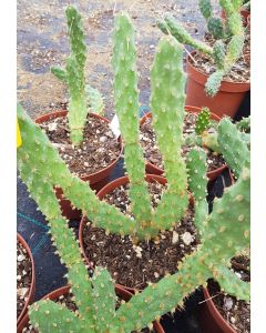 Opuntia fragilis / Oponce fragile