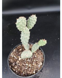 Opuntia fragilis var. Freiberg
