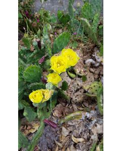 Opuntia humifusa / Oponce de l'est