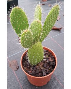 Opuntia leucotricha / Oponce poilue