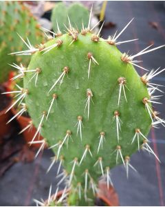 Opuntia littoralis / Oponce du littoral