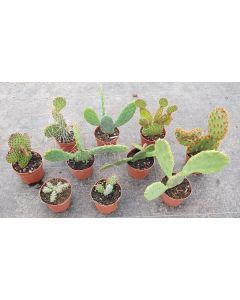 Kit collection d'Opuntia (Par 10)