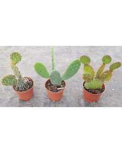 Kit collection d'Opuntia (Par 3)