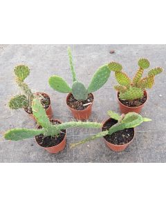 Kit collection d'Opuntia (Par 5)