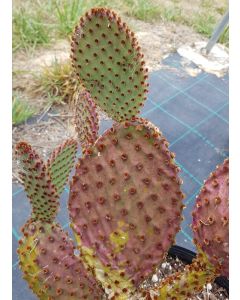 Opuntia lubrica