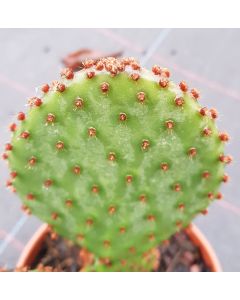Opuntia lubrica