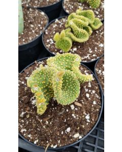 Opuntia microdasys f. undulata