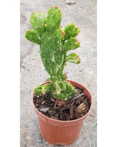 Opuntia monacantha 'Variegata'