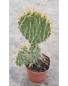 Opuntia phaeacantha