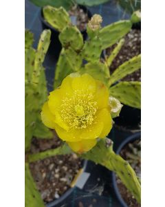 Opuntia phaeacantha var flavispina